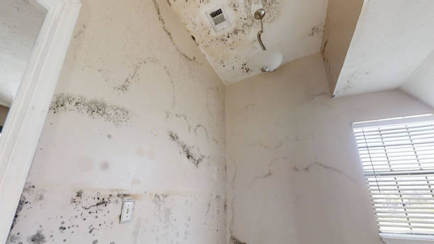 Best Emergency Mold Remediation  in Whitg, IN