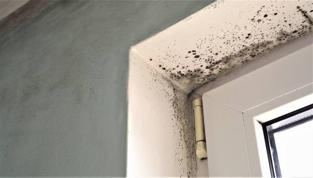 Best Water Damage & Mold Remediation  in Whitg, IN
