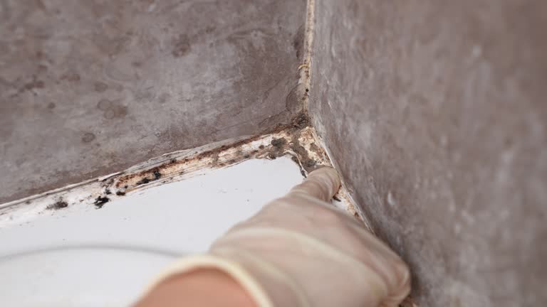 Best Mold Damage Restoration  in Whitg, IN